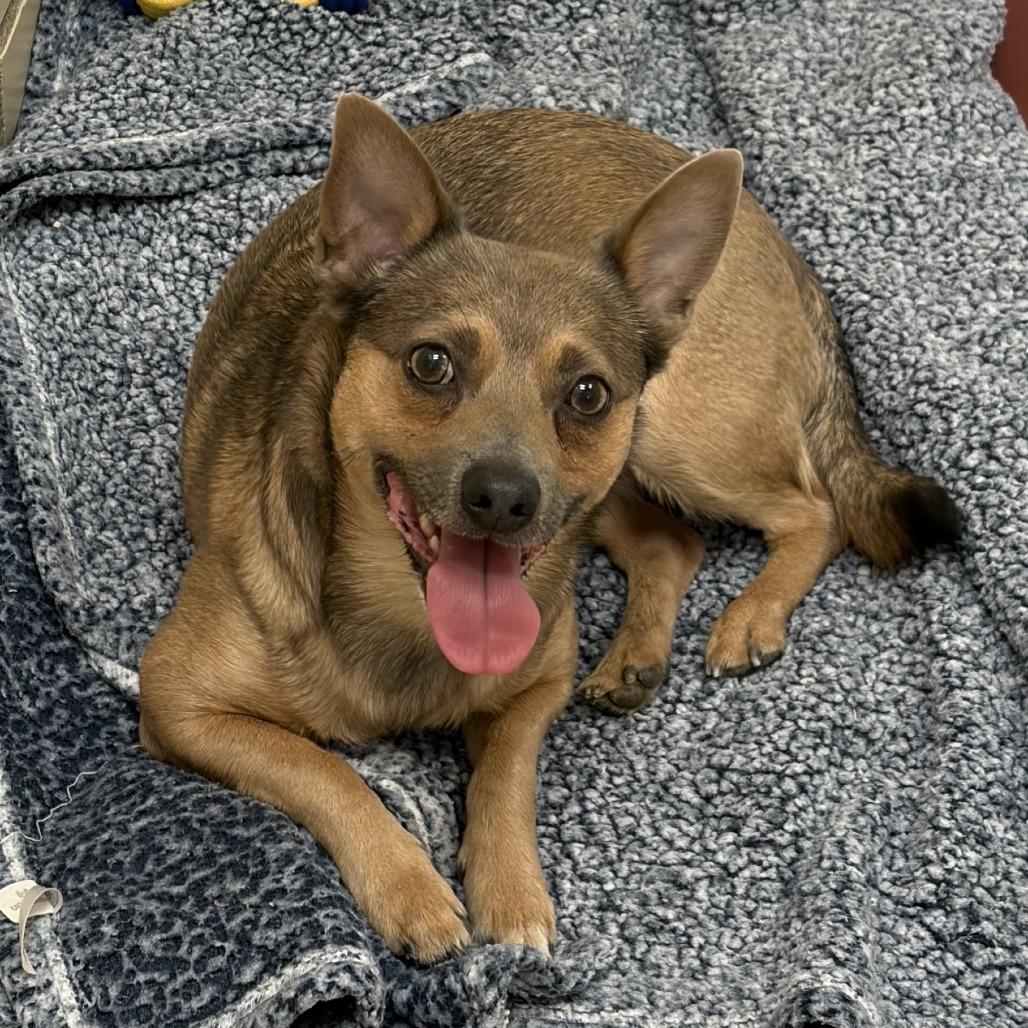 "Sly", Adoptable, Adult Male Chihuahua & Mixed Breed.