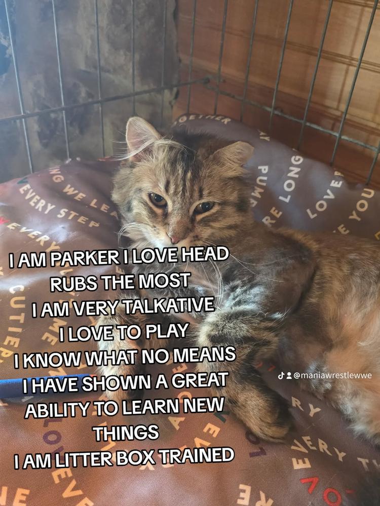 Enlarge Parker, a Adoptable mixed breed in Vienna , VA image 2/4