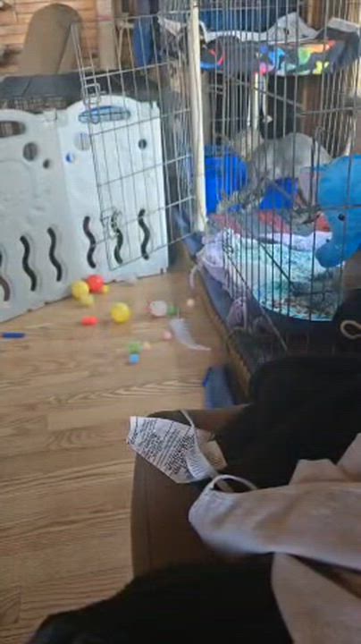 Enlarge Parker, a Adoptable mixed breed in Vienna , VA video 4/4