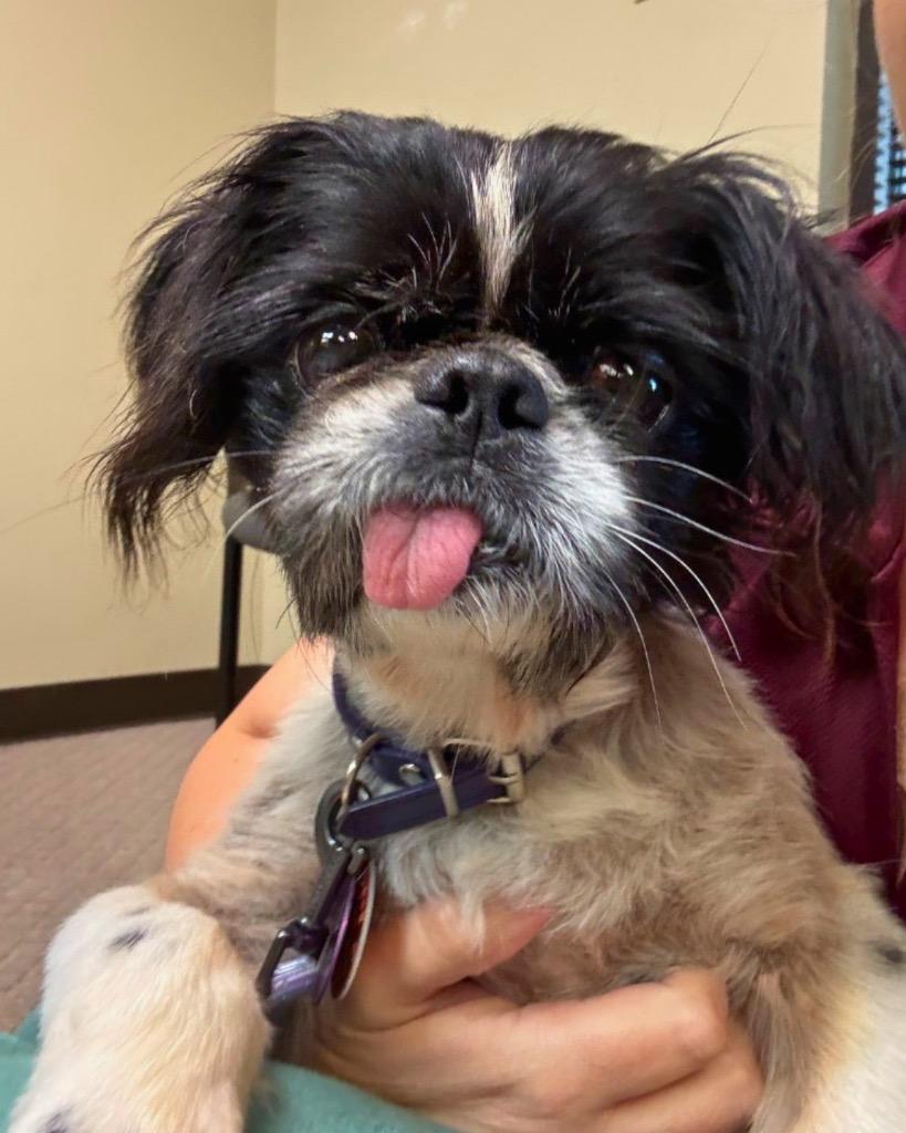 Zoloft (Zolo), Adoptable, Senior Male Shih Tzu & Pekingese.