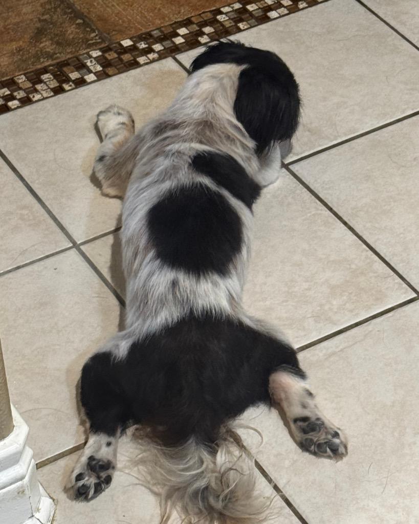 Enlarge Zoloft (Zolo), a Adoptable mixed breed in Bryan, TX image 2/6