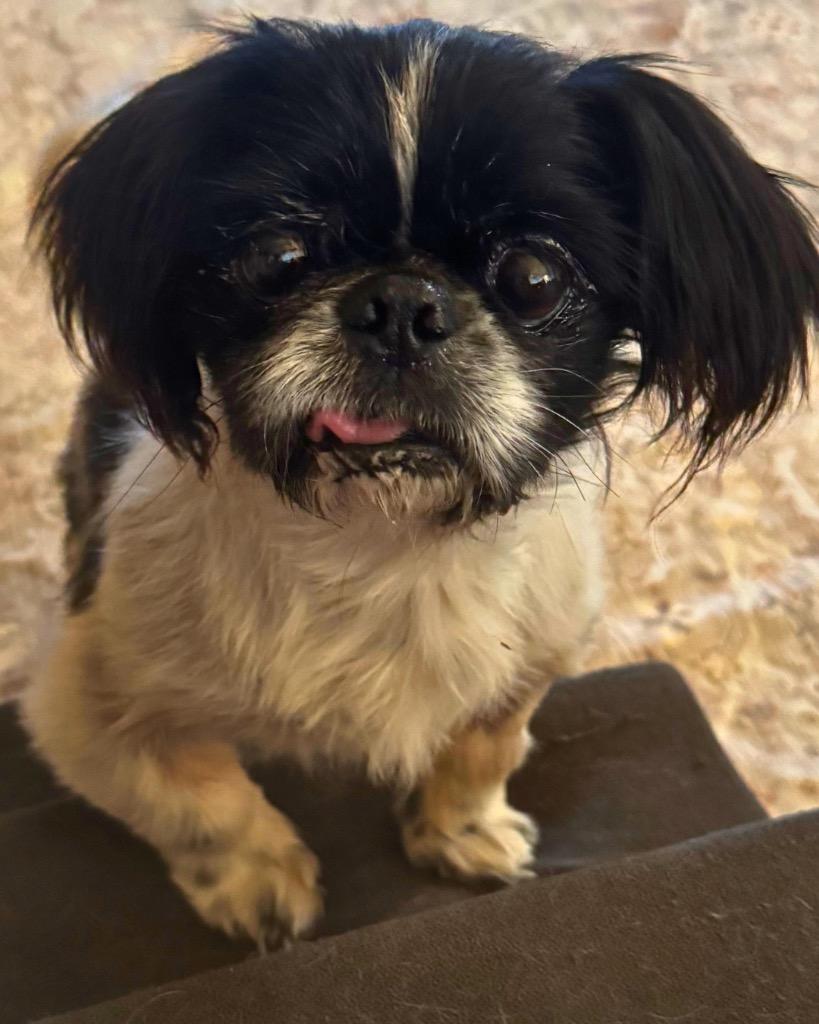 Enlarge Zoloft (Zolo), a Adoptable mixed breed in Bryan, TX image 5/6