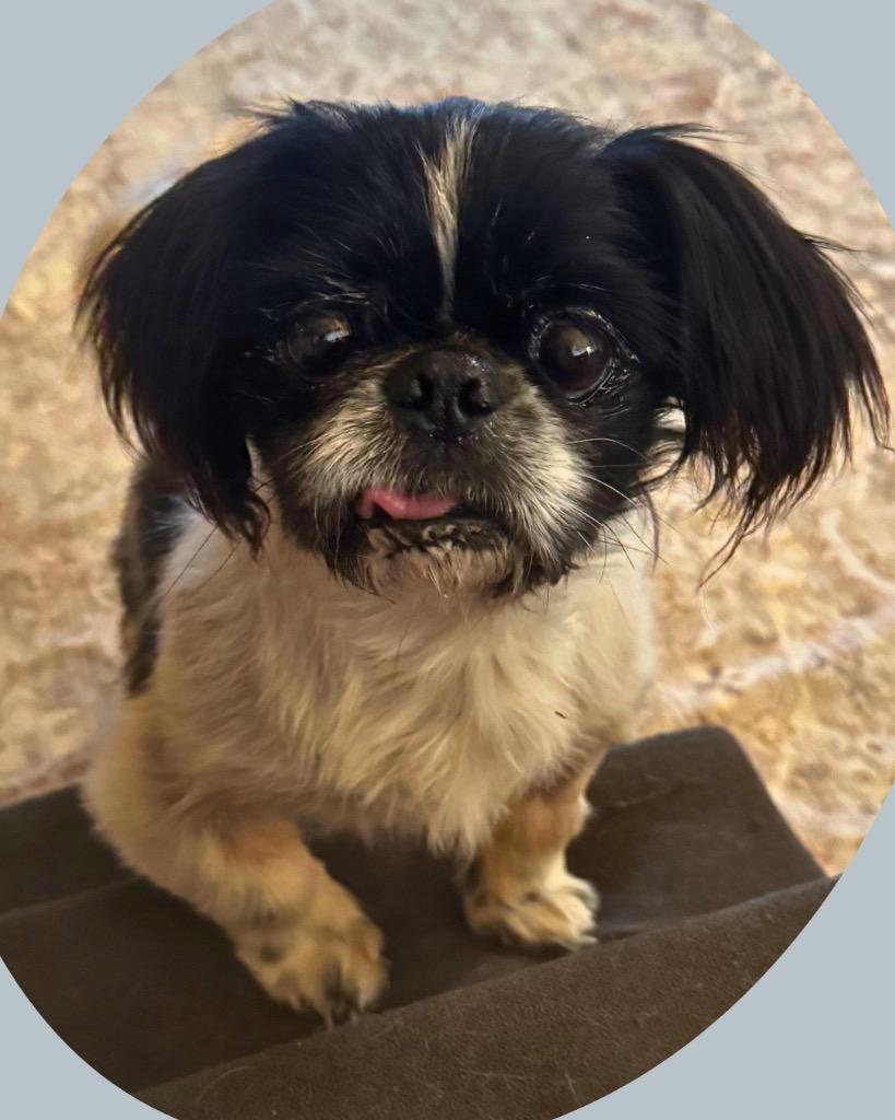 Enlarge Zoloft (Zolo), a Adoptable mixed breed in Bryan, TX image 6/6