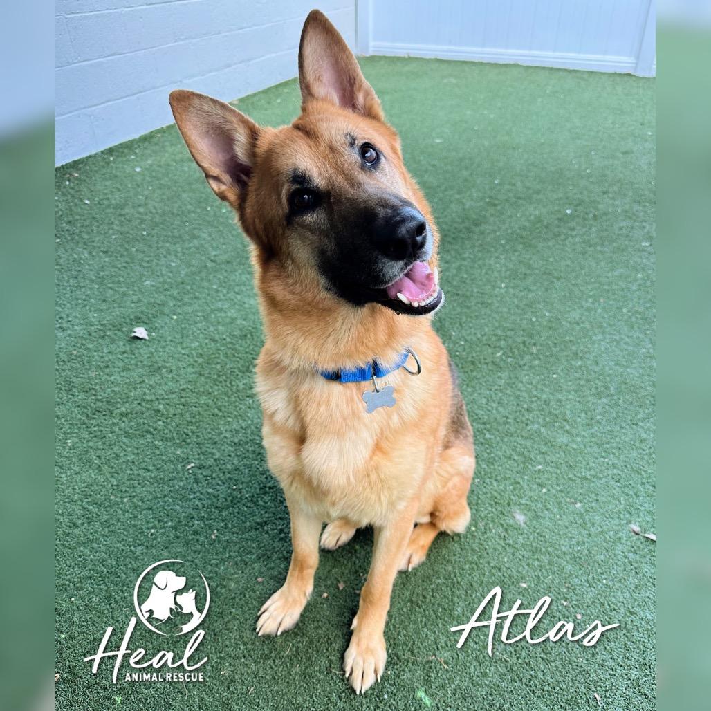 Enlarge Atlas, a Adoptable German Shepherd Dog in Youngwood, PA image 1/4