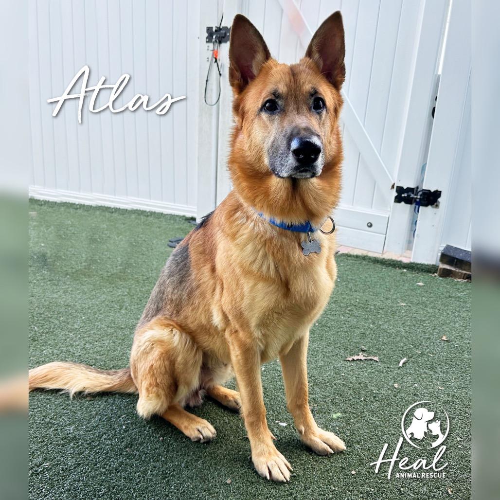 Enlarge Atlas, a Adoptable German Shepherd Dog in Youngwood, PA image 2/4