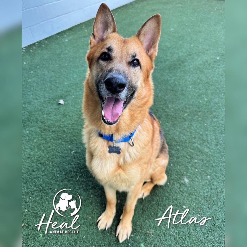 Enlarge Atlas, a Adoptable German Shepherd Dog in Youngwood, PA image 3/4