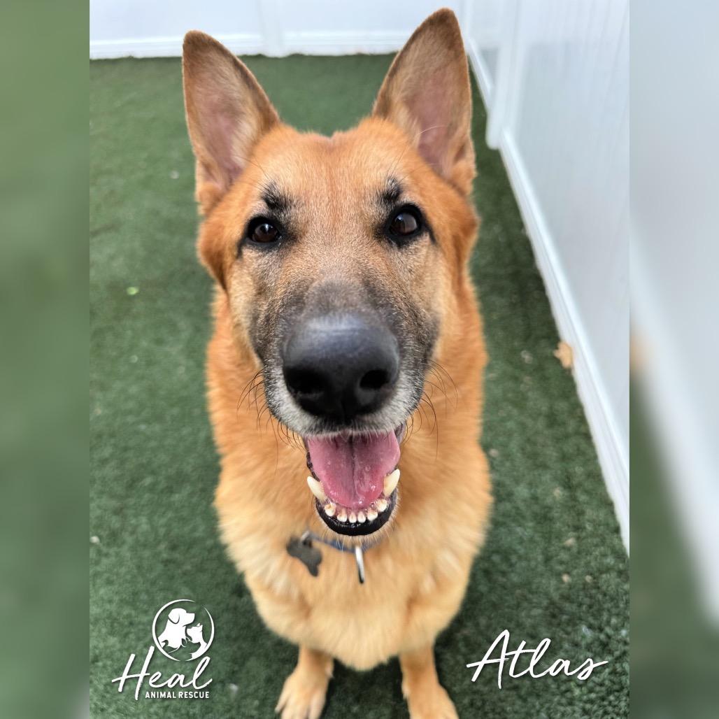 Enlarge Atlas, a Adoptable German Shepherd Dog in Youngwood, PA image 4/4