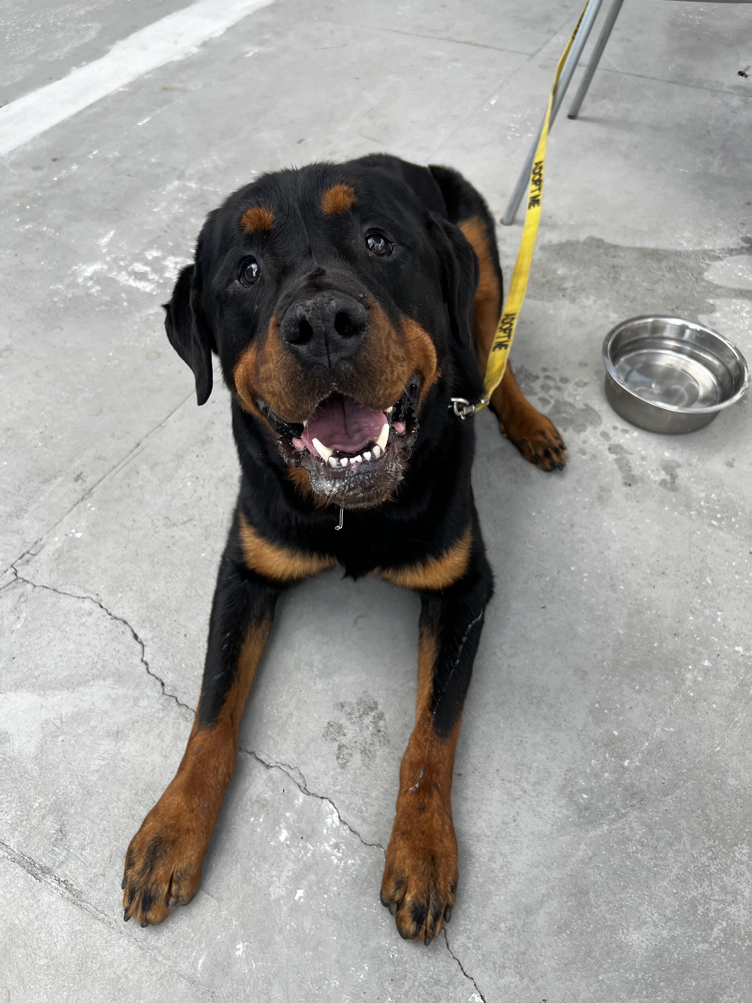 Enlarge Diesel, a Adoptable Rottweiler in Akron, OH image 1/3