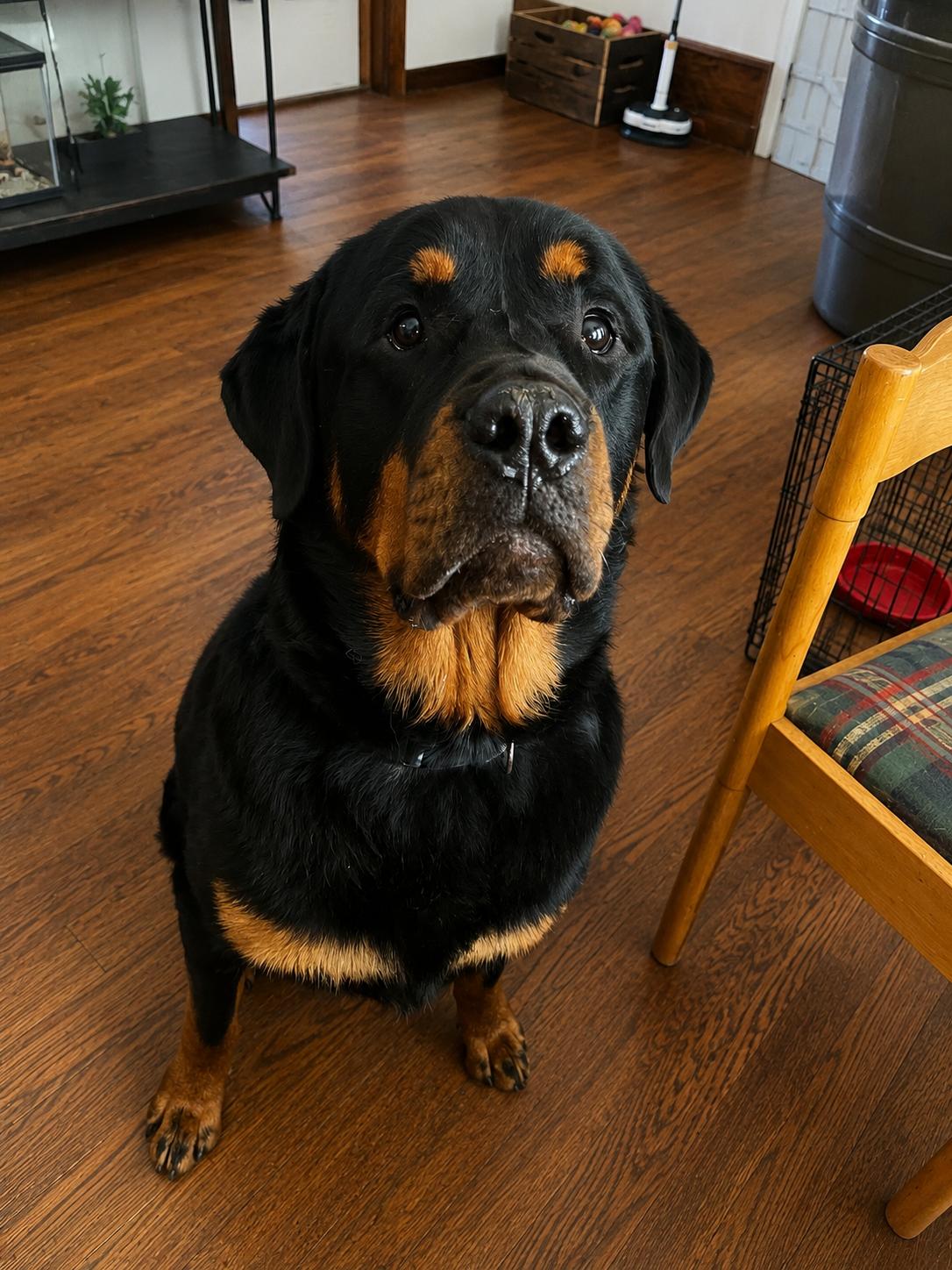 Enlarge Diesel, a Adoptable Rottweiler in Akron, OH image 3/3