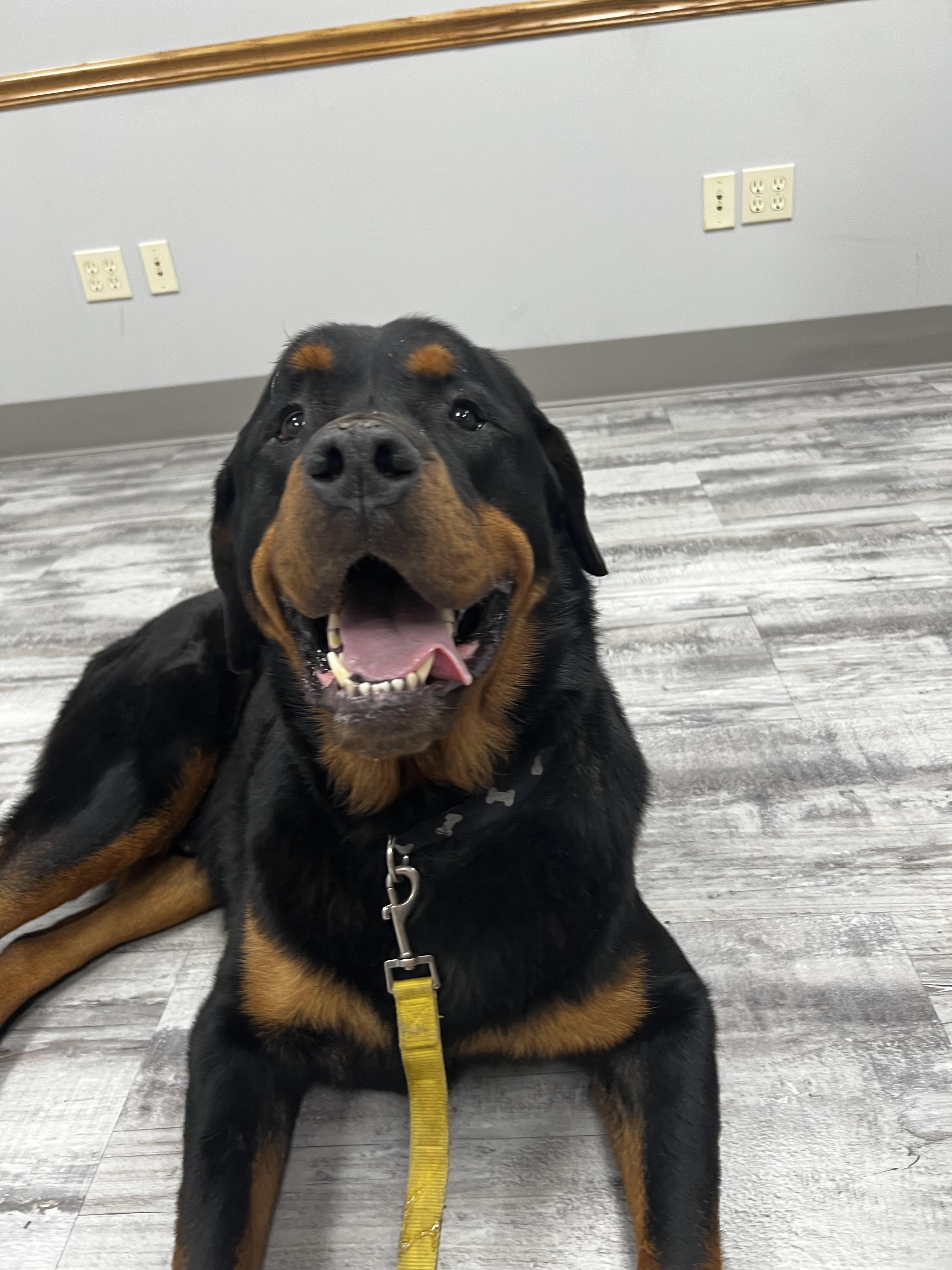 Enlarge Diesel, a Adoptable Rottweiler in Akron, OH image 2/3
