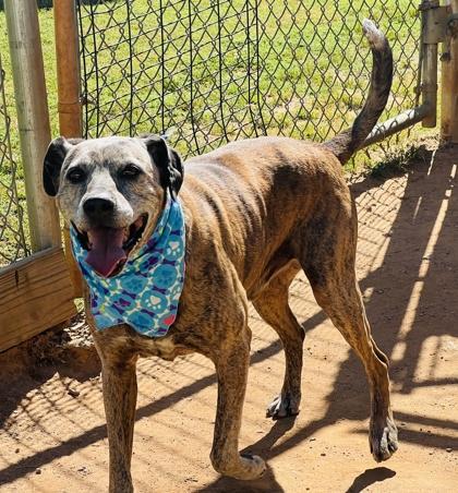 Enlarge Otis $85, a Adoptable mixed breed in Seneca, SC image 1/3