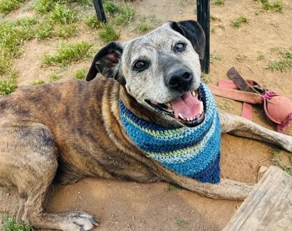 Enlarge Otis $85, a Adoptable mixed breed in Seneca, SC image 2/3