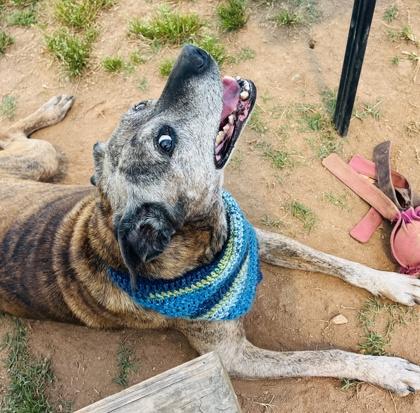 Enlarge Otis $85, a Adoptable mixed breed in Seneca, SC image 3/3