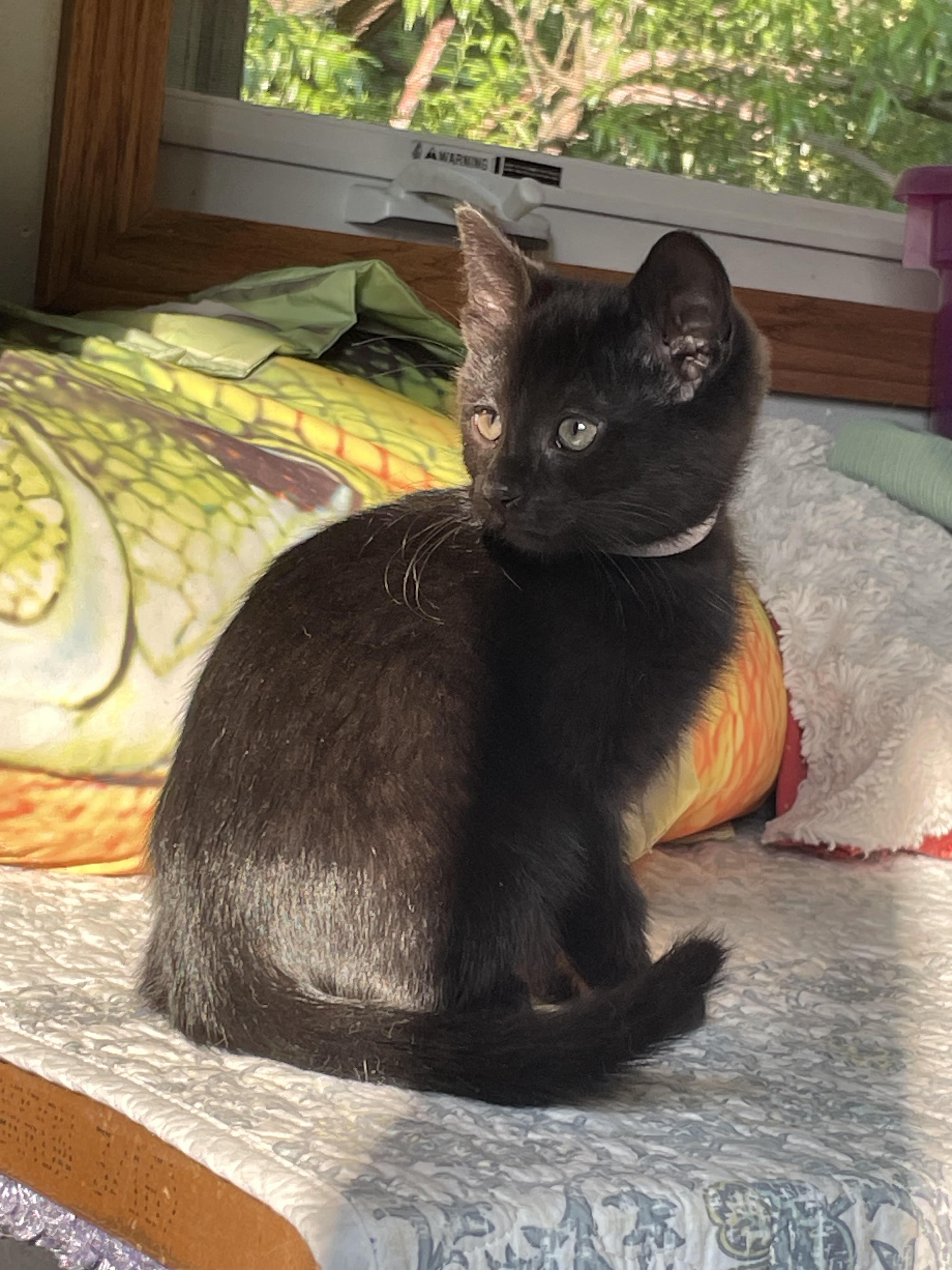 Salem thumbnail 2