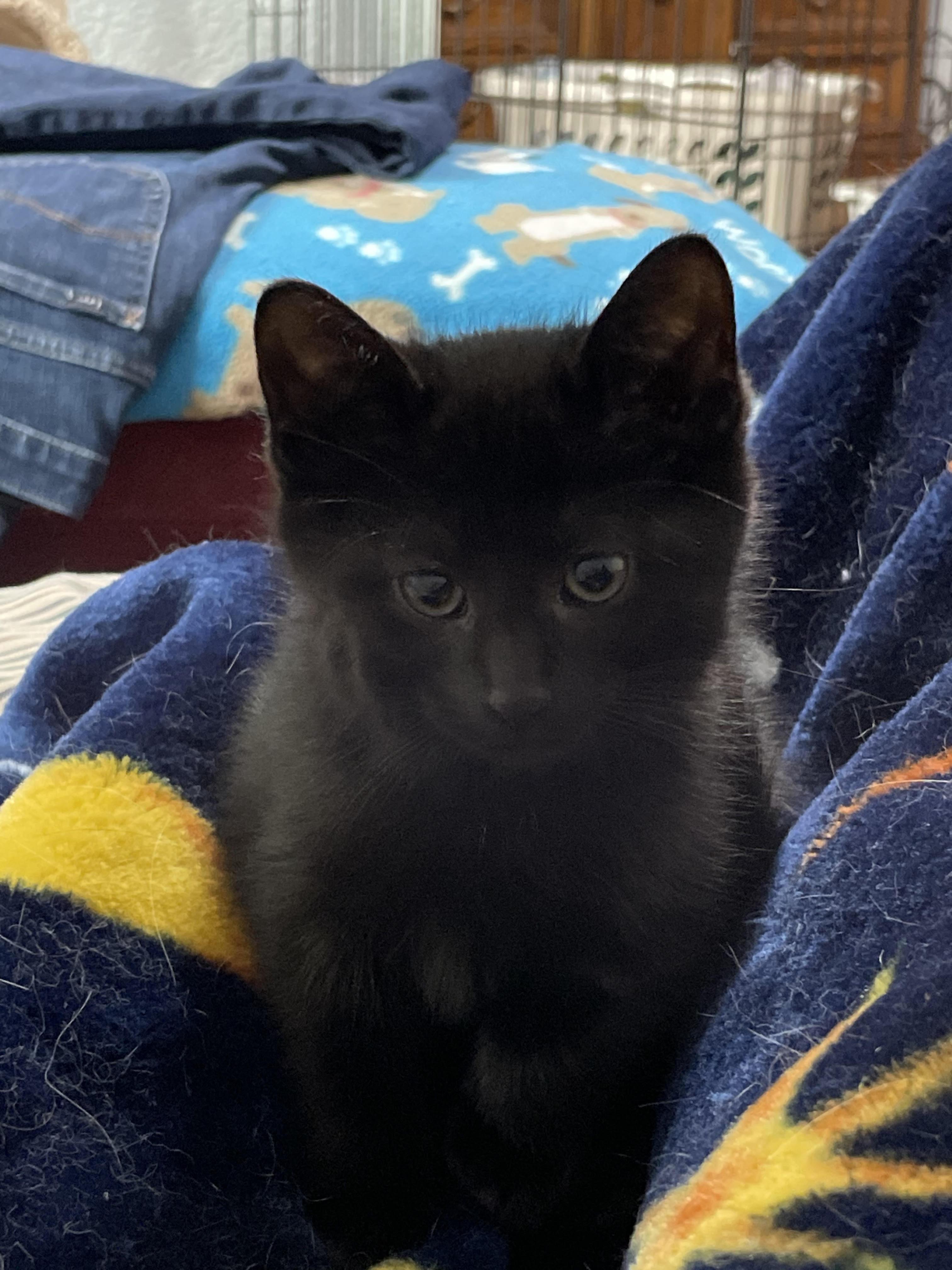 Salem thumbnail 6