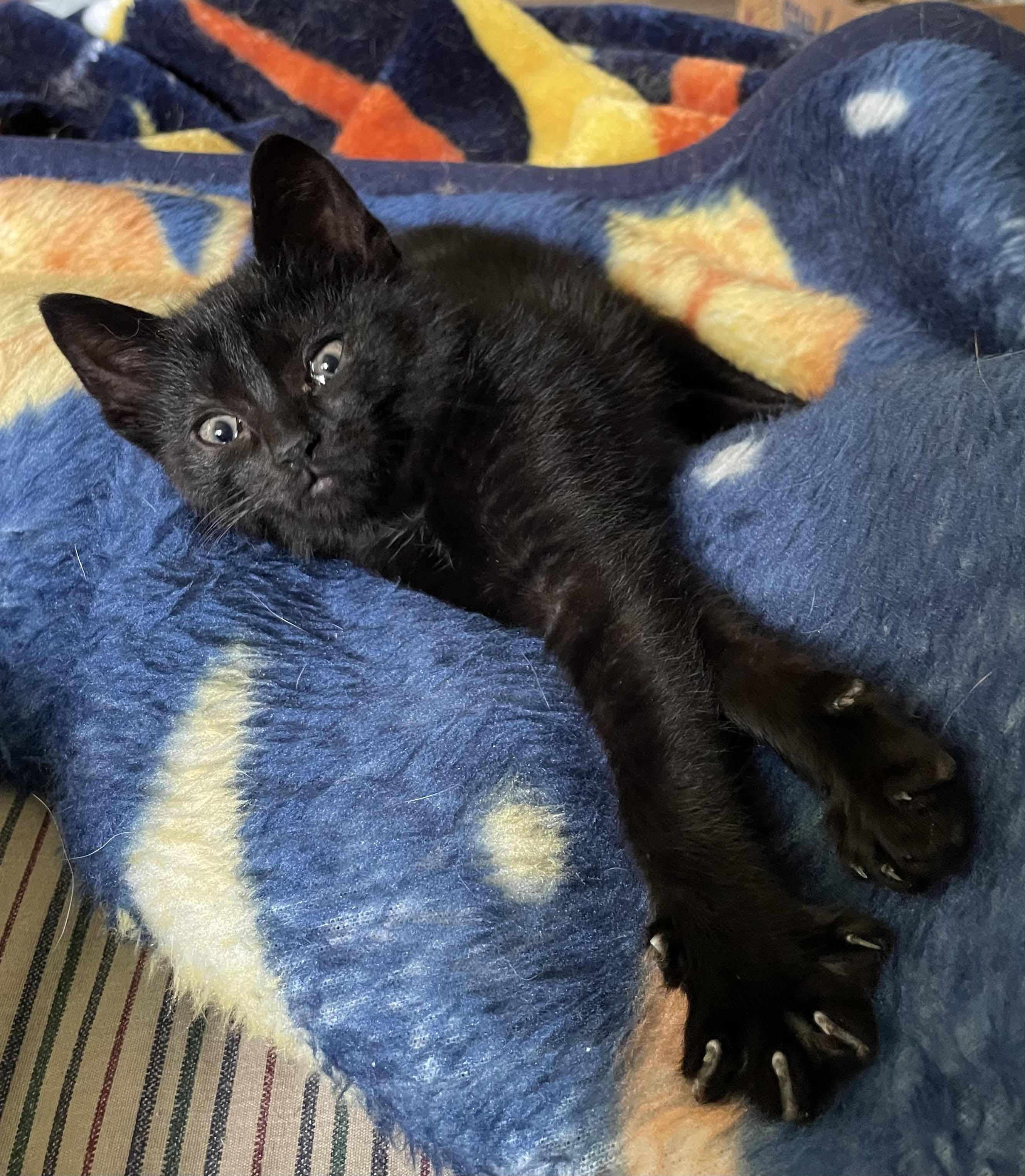 Salem thumbnail 3