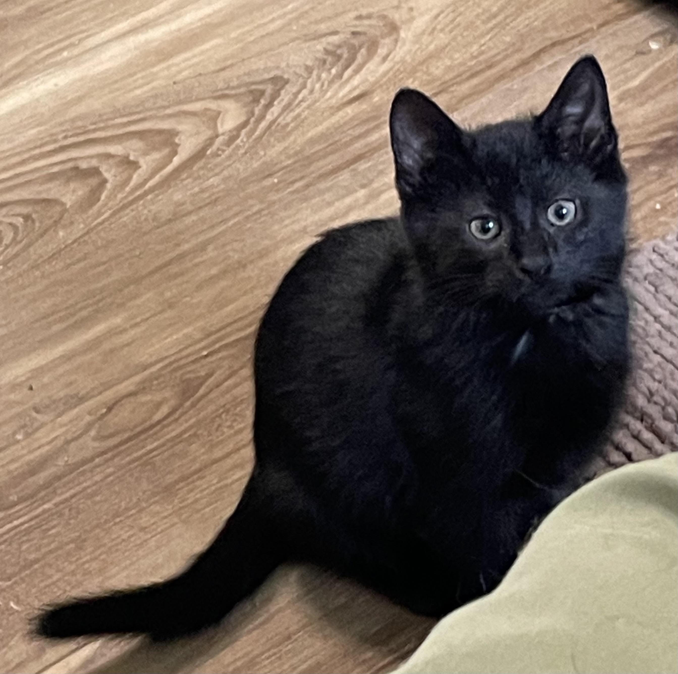 Salem photo 1