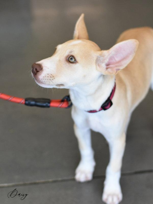 Daisy, Adopted, Puppy Female Basenji & Terrier.