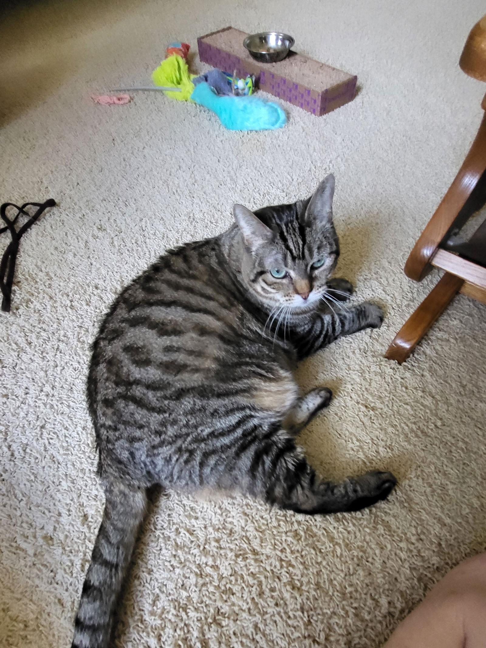 Birdie, Adoptable, Senior Female Tabby & Domestic Short Hair.