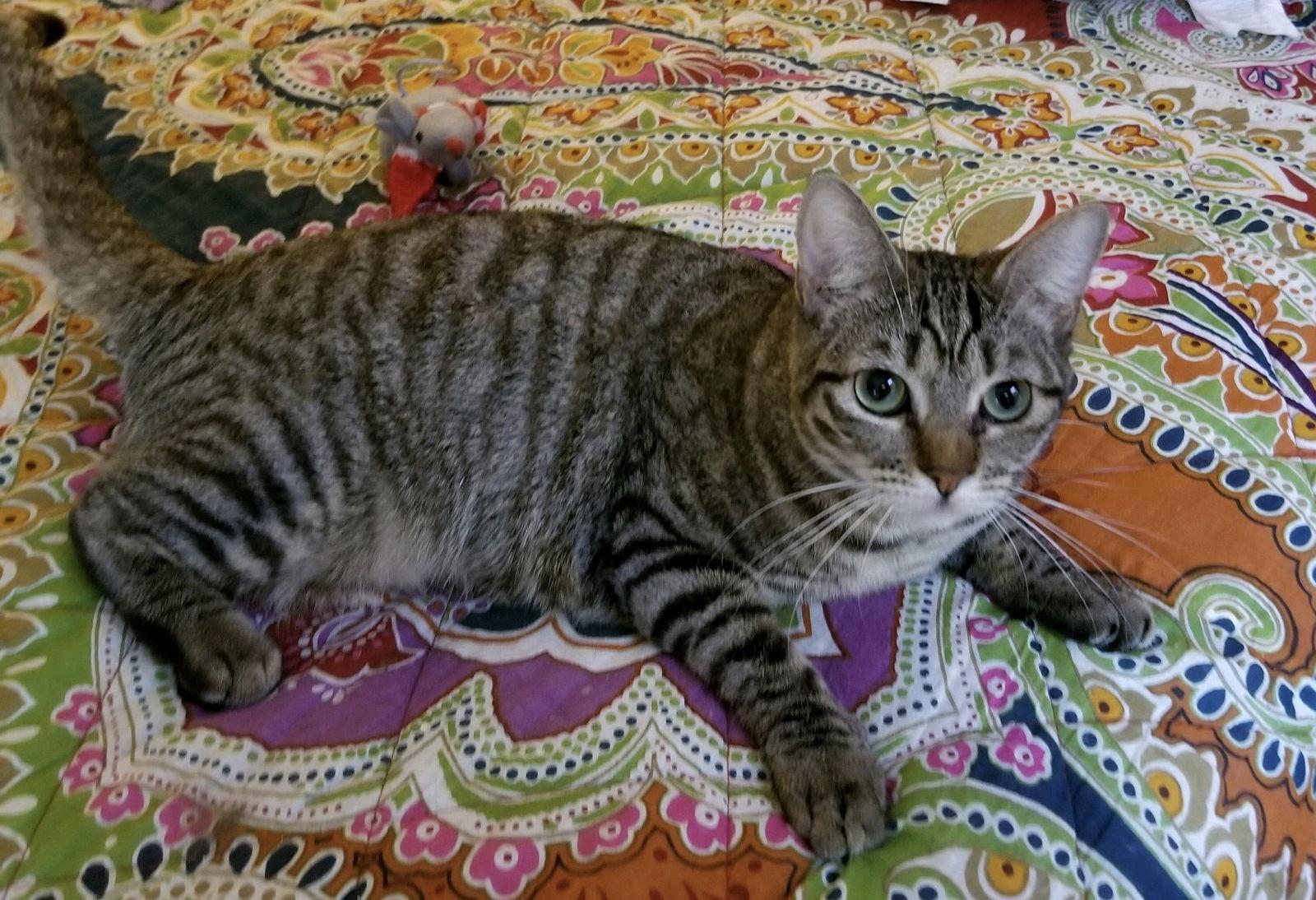 Birdie, a Adoptable mixed breed in The Woodlands, TX image 2/3