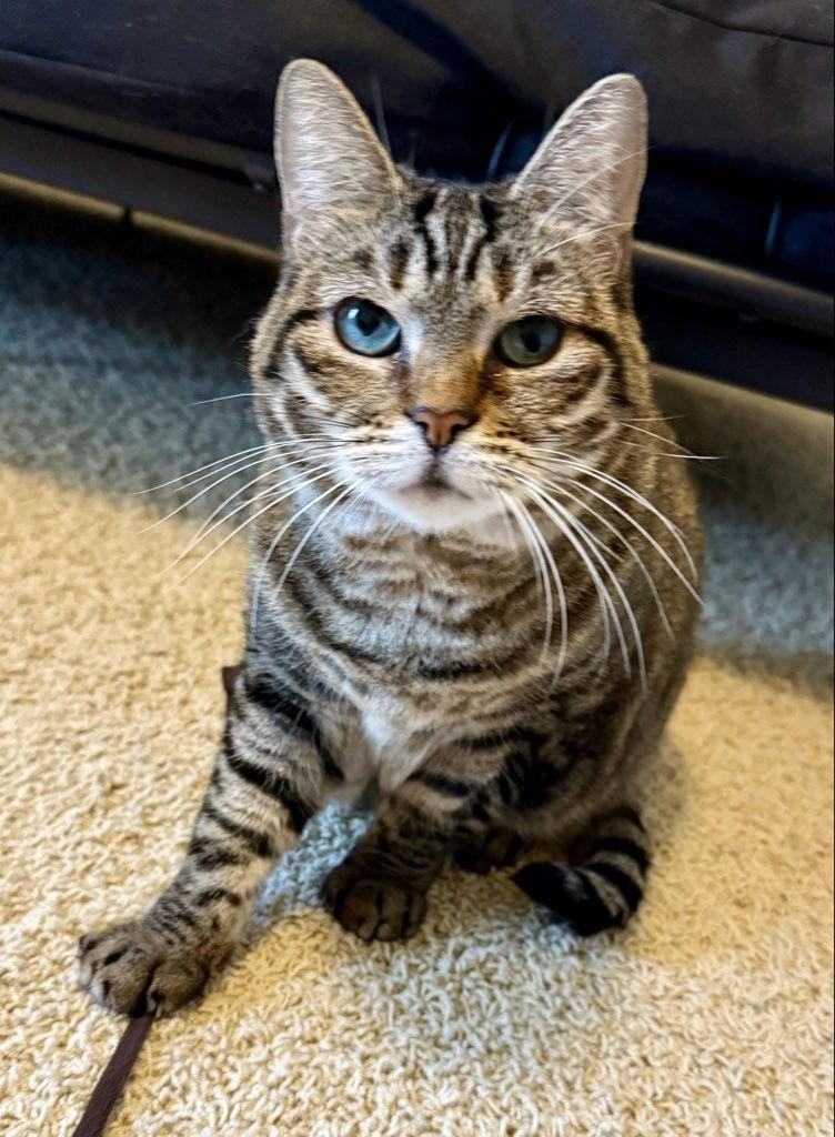 Enlarge Birdie, a Adoptable mixed breed in The Woodlands, TX image 1/3