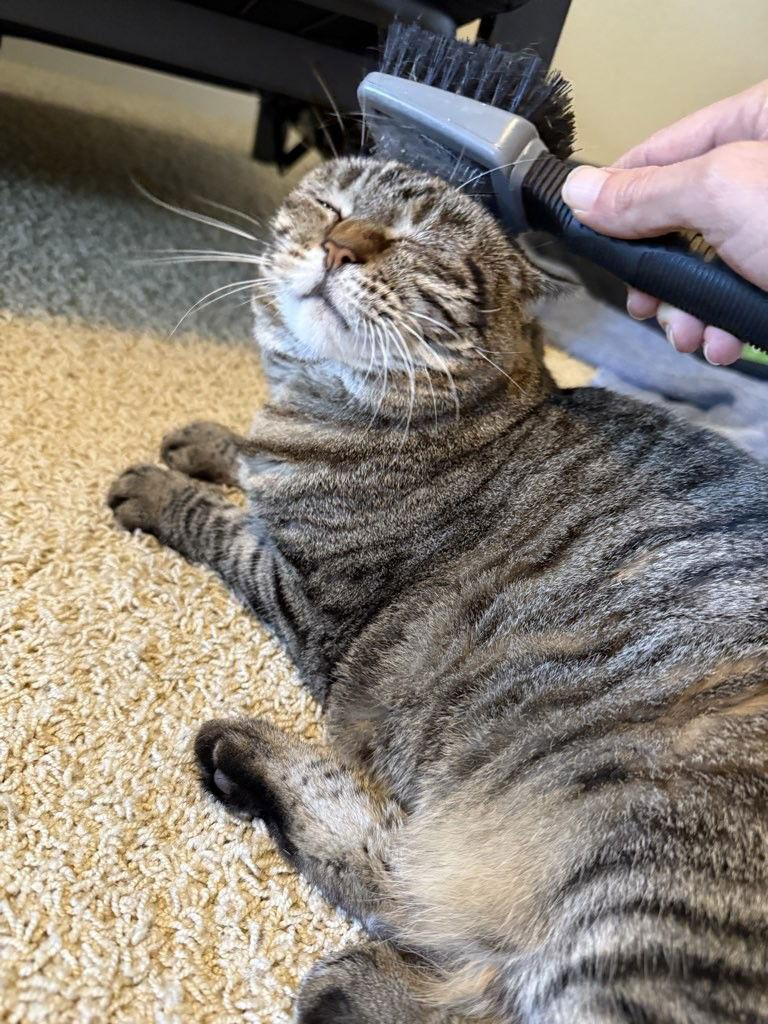 Enlarge Birdie, a Adoptable mixed breed in The Woodlands, TX image 2/3