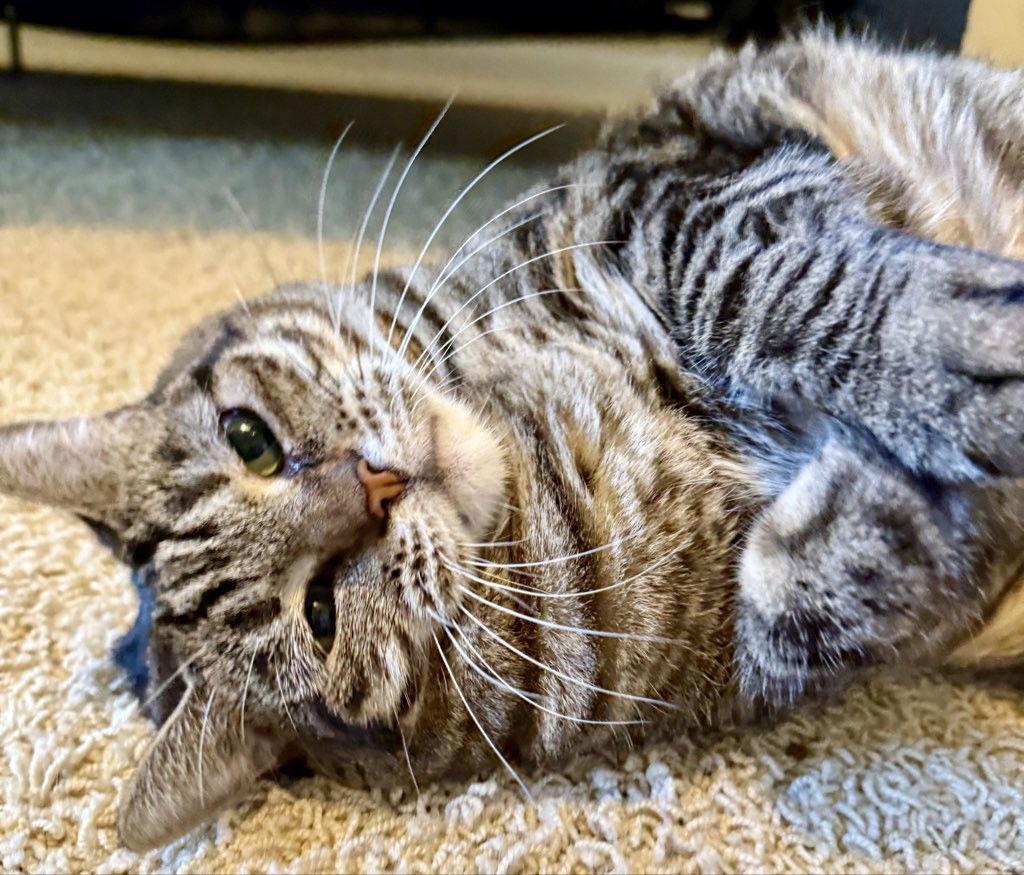 Enlarge Birdie, a Adoptable mixed breed in The Woodlands, TX image 3/3