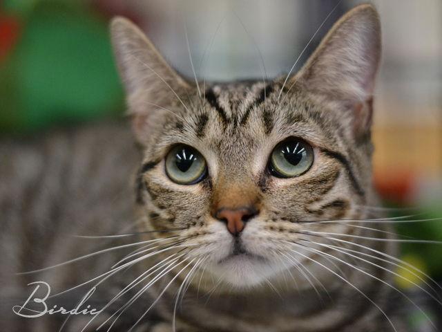 Birdie, a Adoptable mixed breed in The Woodlands, TX image 3/3