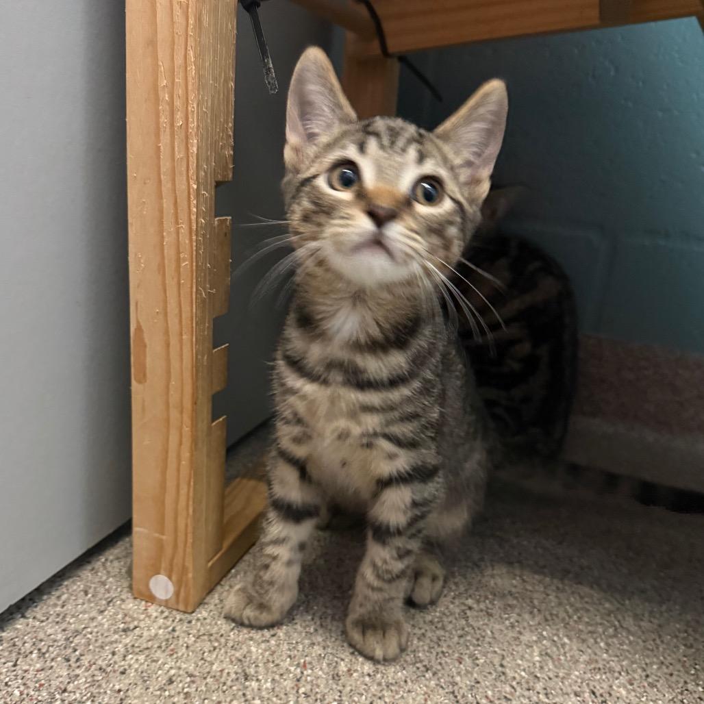 Aster, Adoptable, Kitten Male Domestic Short Hair.