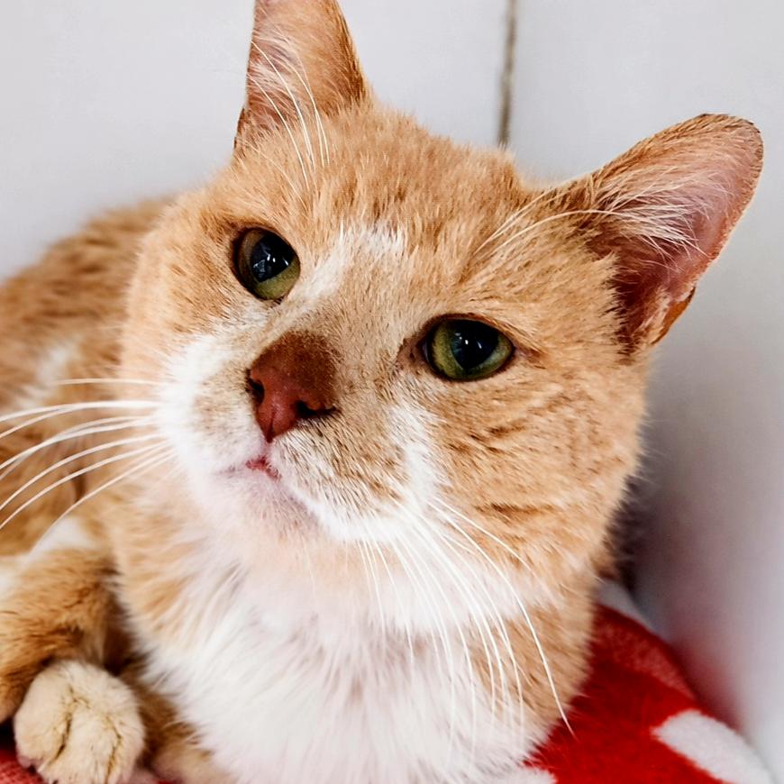 Enlarge Waffles, a Adoptable Domestic Short Hair in Brighton, MO image 1/4
