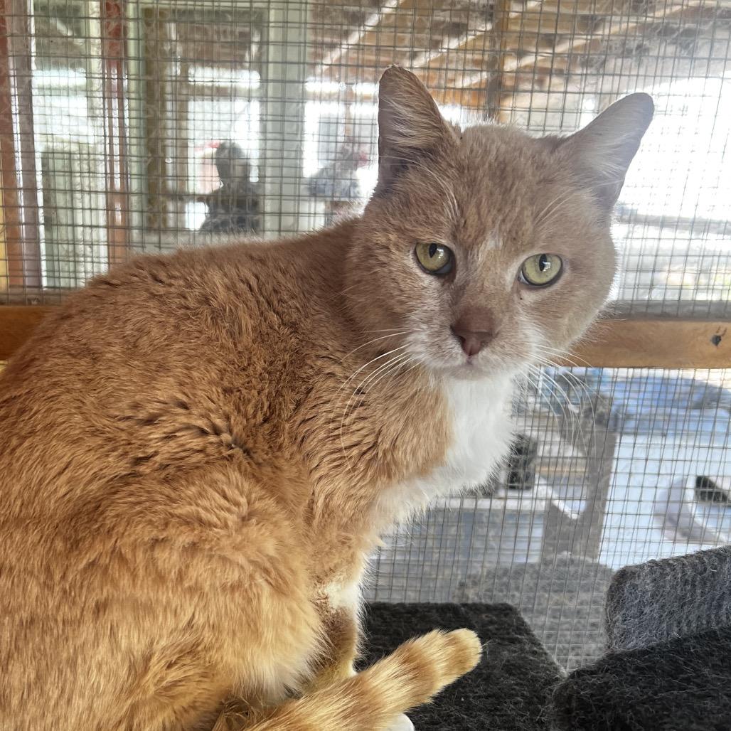 Enlarge Waffles, a Adoptable Domestic Short Hair in Brighton, MO image 2/4