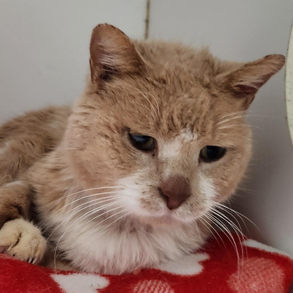 Enlarge Waffles, a Adoptable Domestic Short Hair in Brighton, MO image 3/4