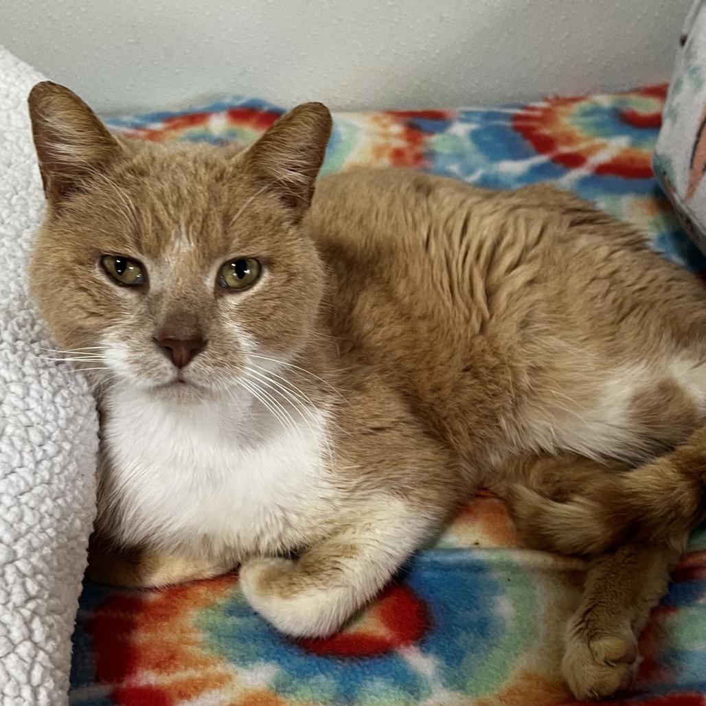 Enlarge Waffles, a Adoptable Domestic Short Hair in Brighton, MO image 4/4