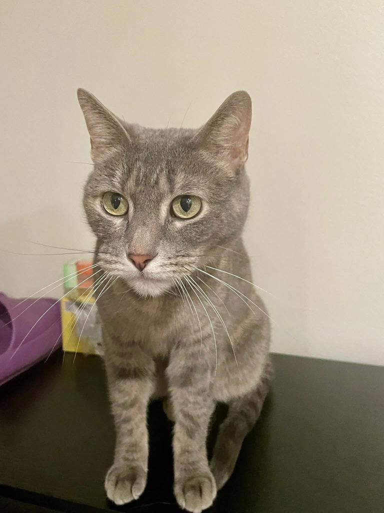 Didi, Adoptable, Adult Female Calico.