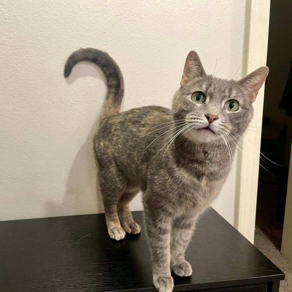 Enlarge Didi, a Adoptable Calico in Miami, OK image 2/4