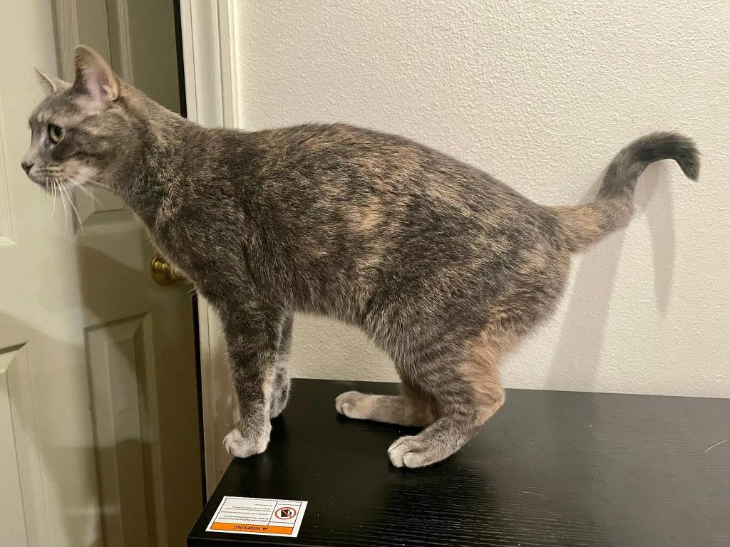 Enlarge Didi, a Adoptable Calico in Miami, OK image 3/4