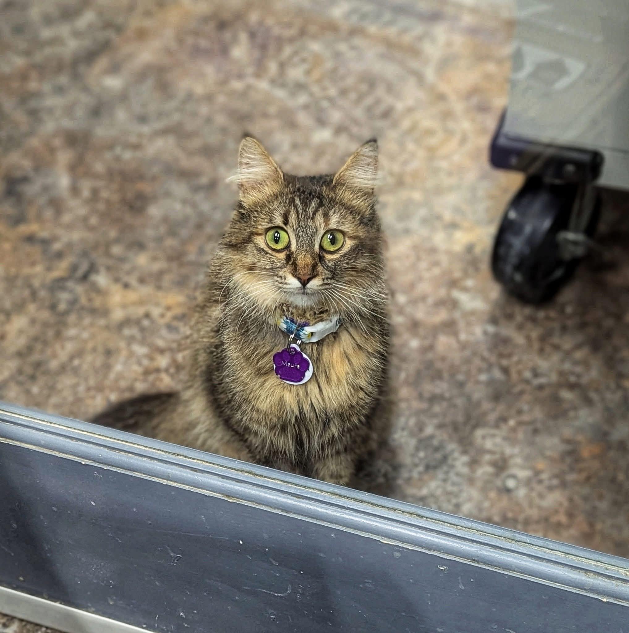 MAURA, Adoptable, Adult Female Domestic Medium Hair.