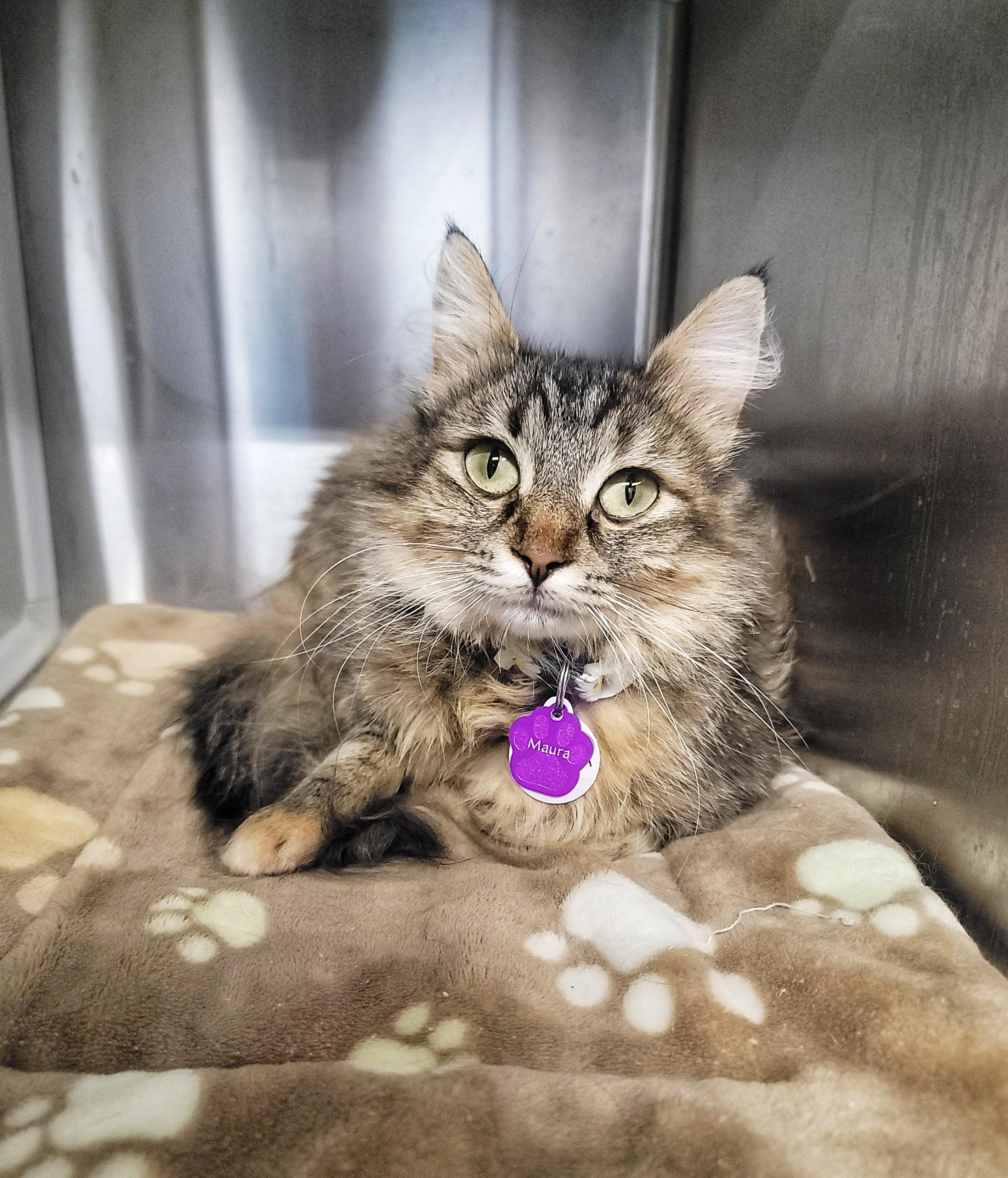 Enlarge MAURA, a Adoptable Domestic Medium Hair in Grand Rapids, MI image 2/4