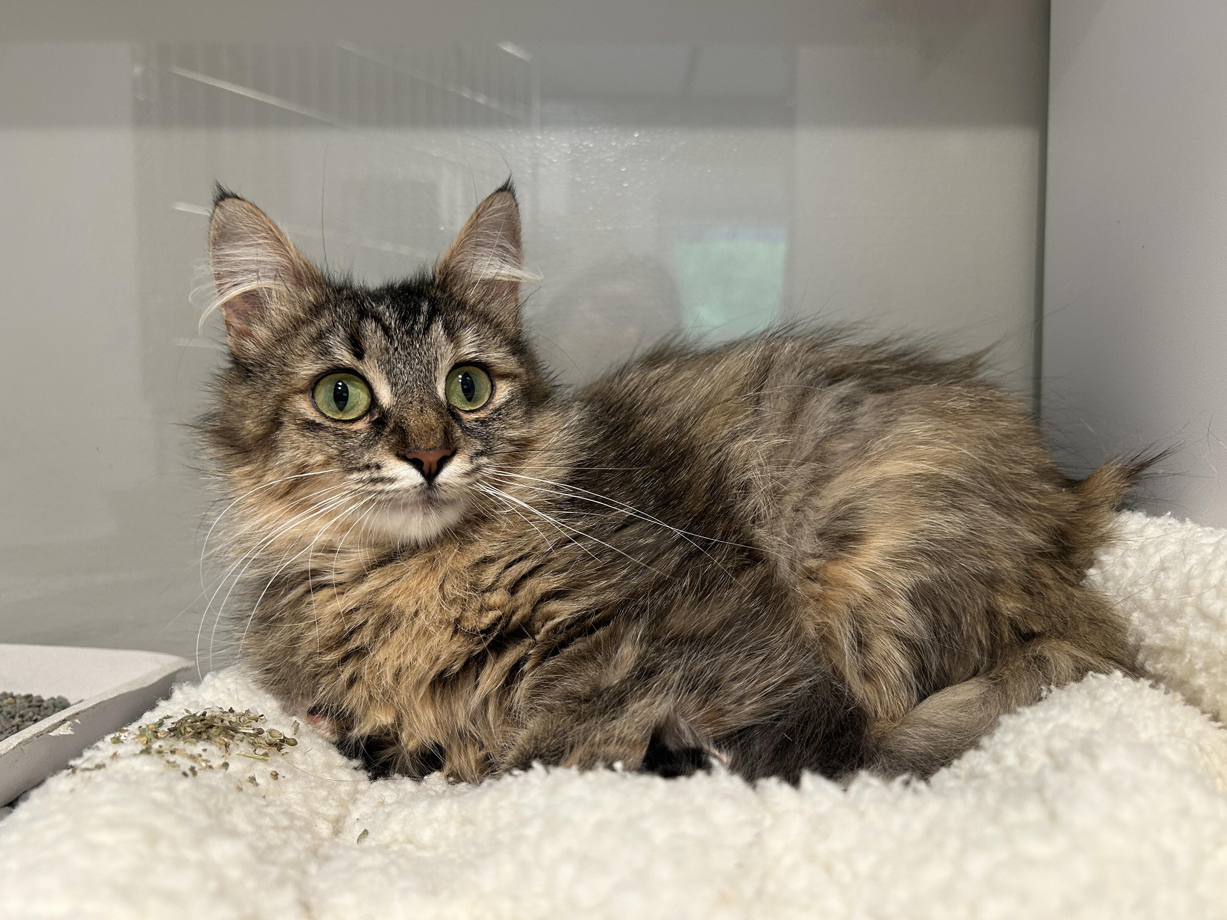 Enlarge MAURA, a Adoptable Domestic Medium Hair in Grand Rapids, MI image 3/4