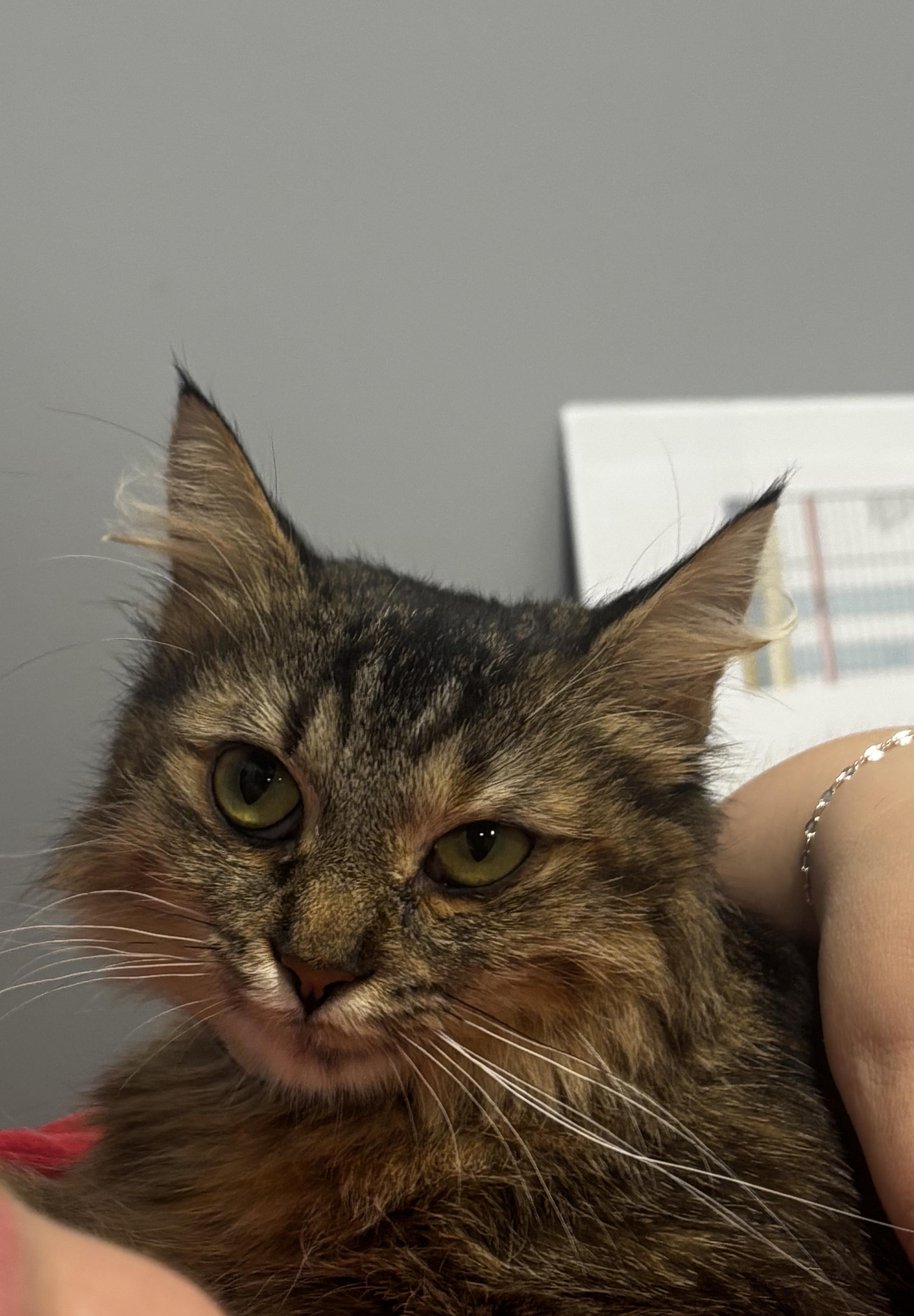 Enlarge MAURA, a Adoptable Domestic Medium Hair in Grand Rapids, MI image 4/4