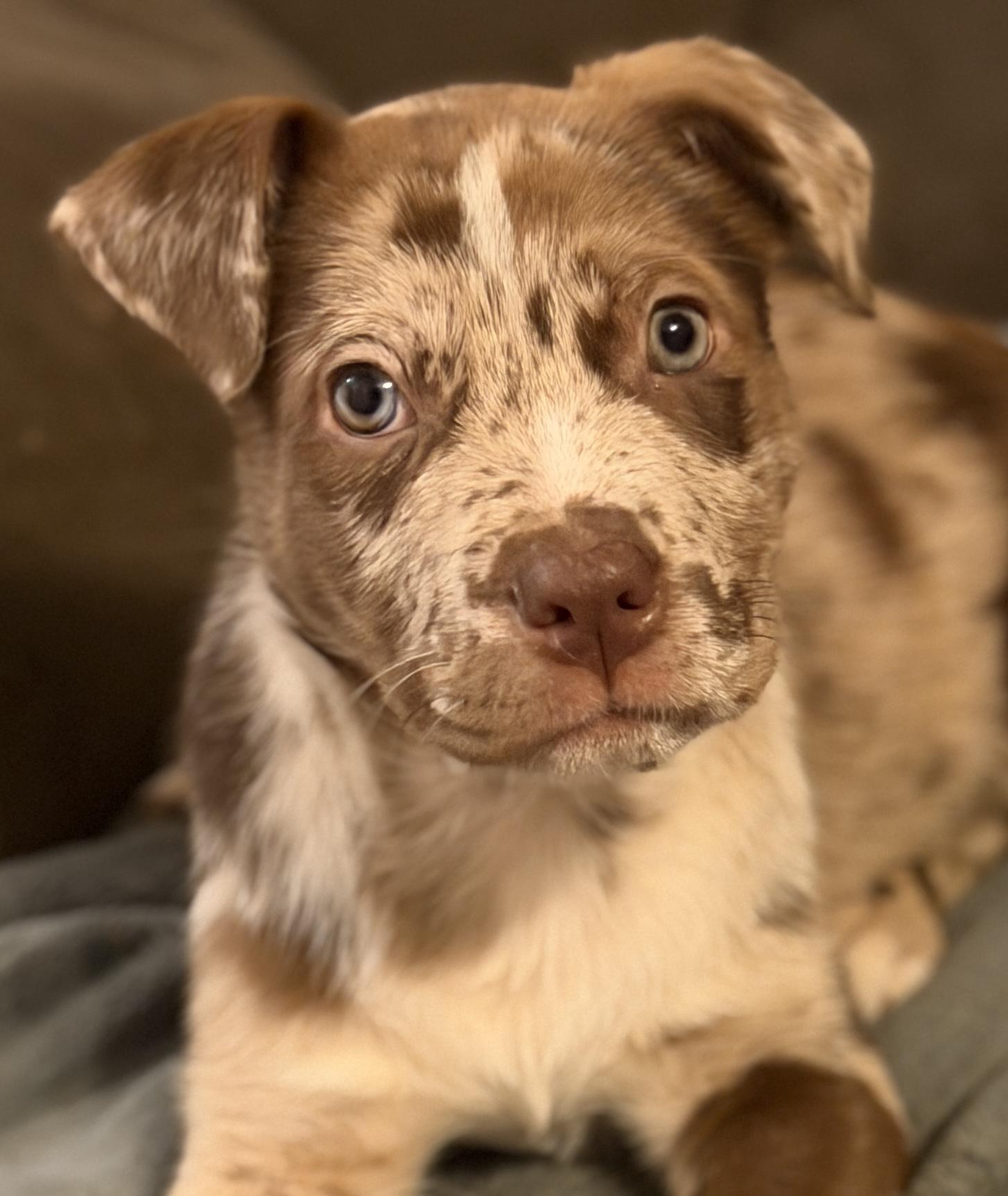 Cannoli, ADOPTABLE, Puppy Female Mixed Breed.
