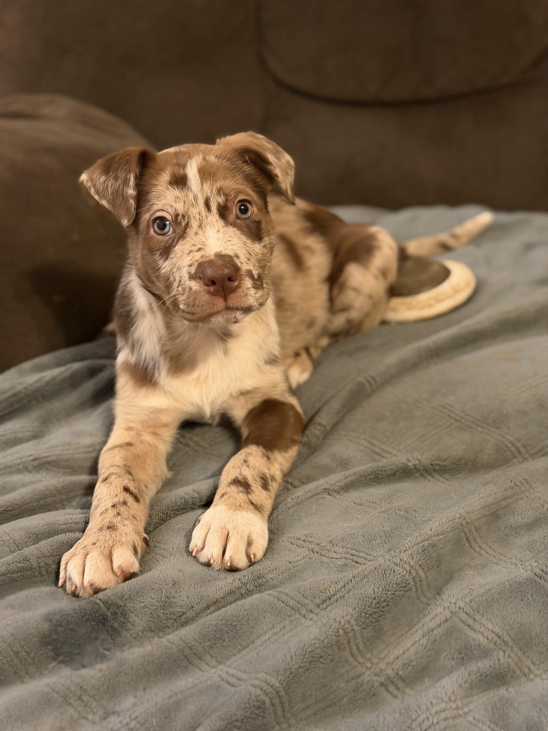 Enlarge Cannoli, a ADOPTABLE mixed breed in Georgetown, KY image 3/5