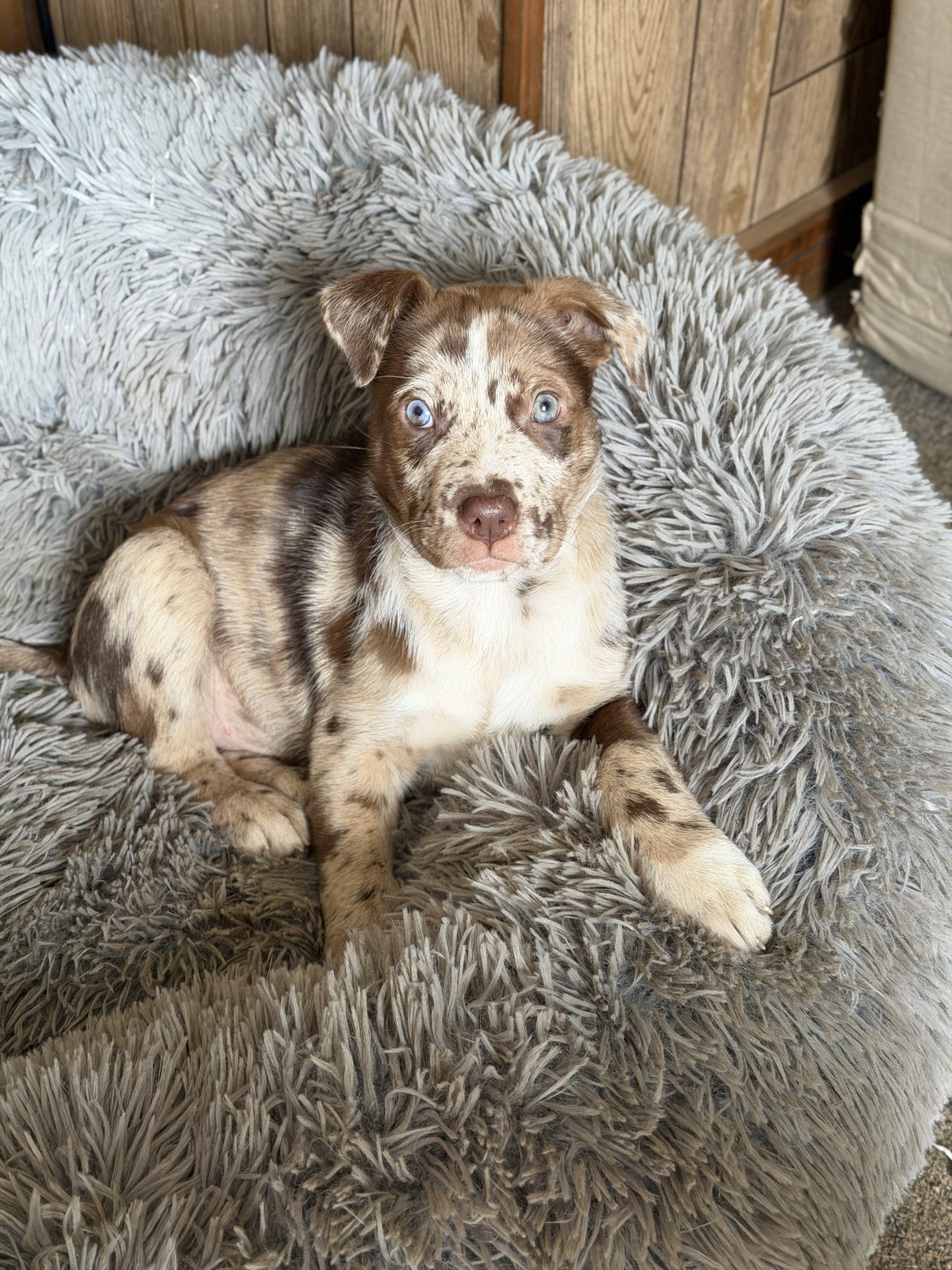 Enlarge Cannoli, a ADOPTABLE mixed breed in Georgetown, KY image 5/5