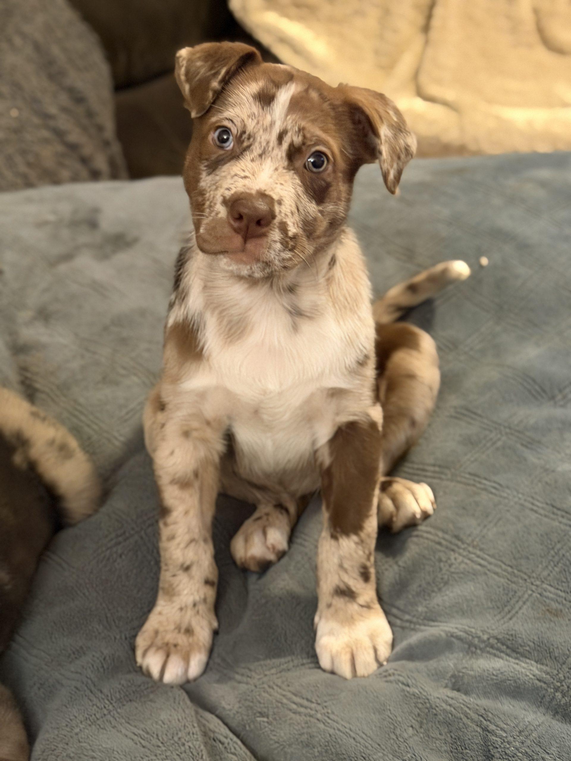 Enlarge Cannoli, a ADOPTABLE mixed breed in Georgetown, KY image 2/5
