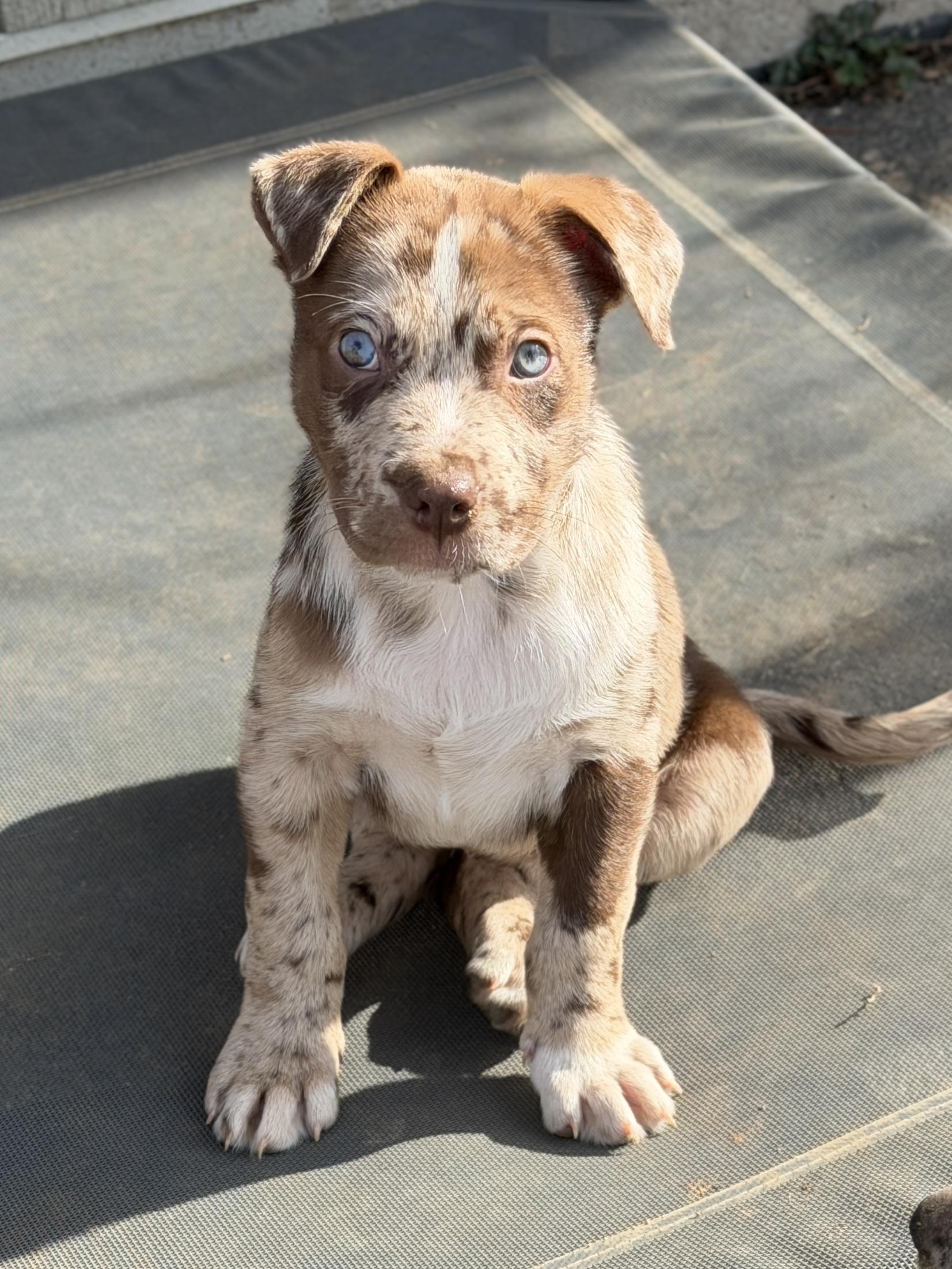Enlarge Cannoli, a ADOPTABLE mixed breed in Georgetown, KY image 4/5