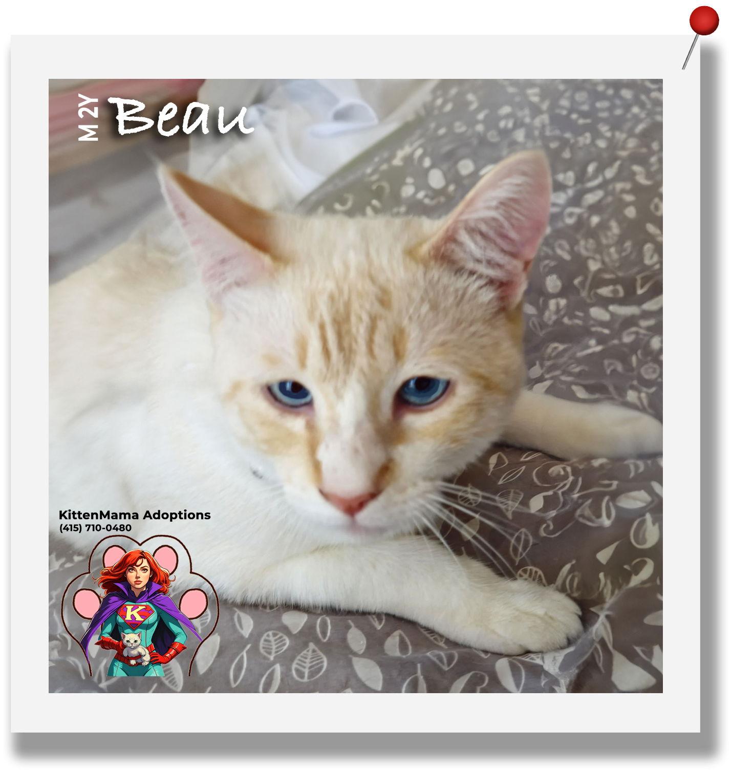 Beau`, Adopted, Adult Male Siamese.