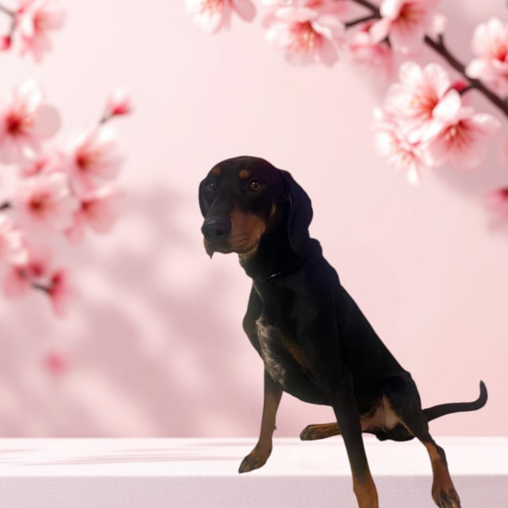 Buddy, Adoptable, Young Male Doberman Pinscher & Bluetick Coonhound.