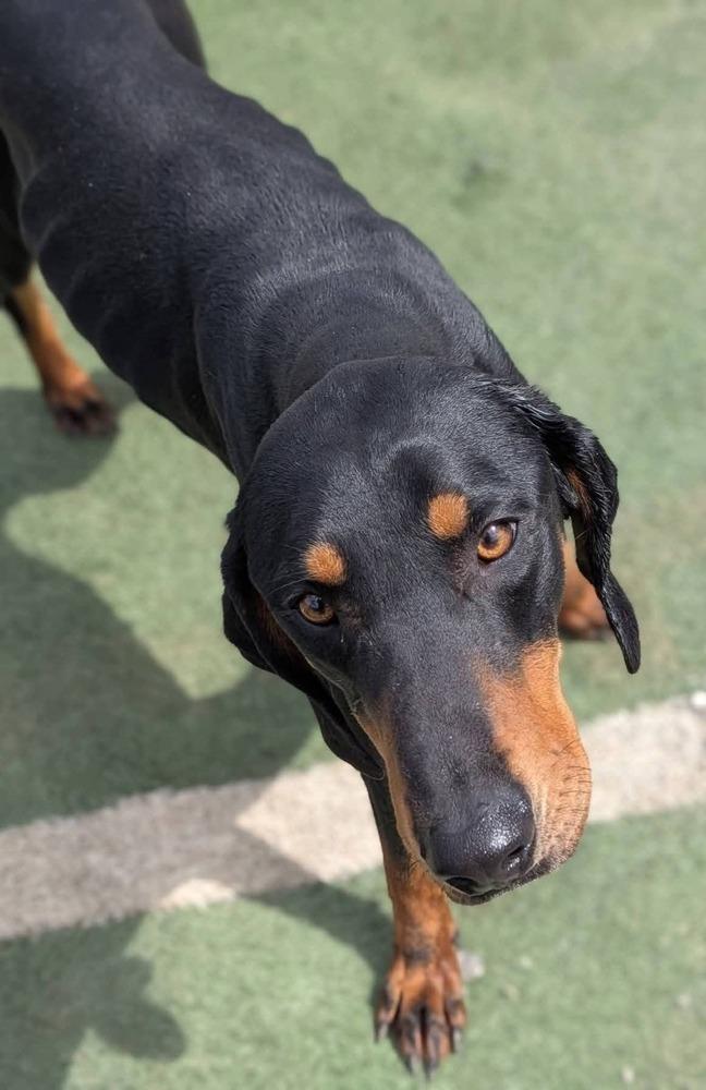 Buddy, a Adoptable mixed breed in Statesville, NC image 2/6