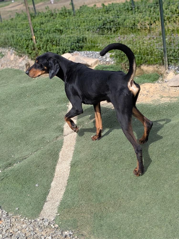 Bud, Adoptable, Young Male Black and Tan Coonhound & Doberman Pinscher.