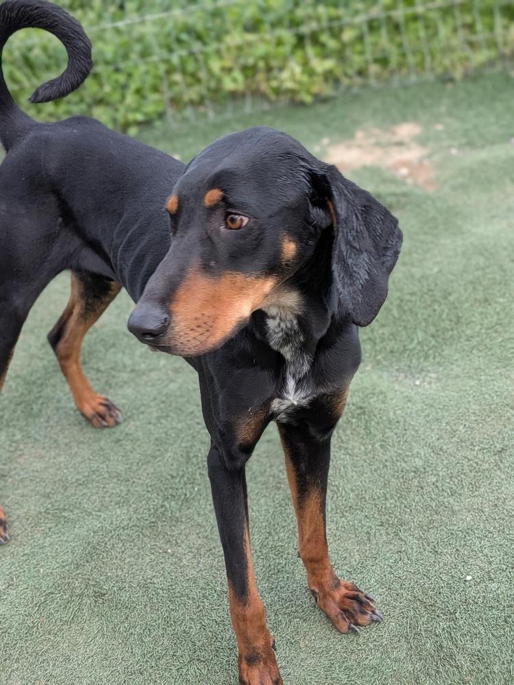 Enlarge Bud, a Adoptable mixed breed in Statesville, NC image 2/2